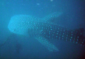   Whale sharks off coast okinawa. okinawa  